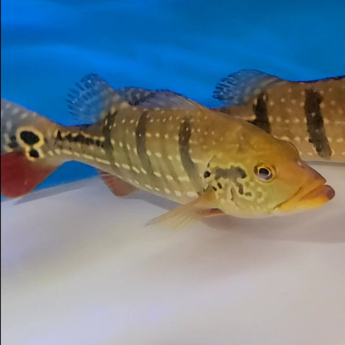 Temensis Peacock Bass (Cichla temensis)