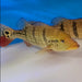 Temensis Peacock Bass (Cichla temensis)