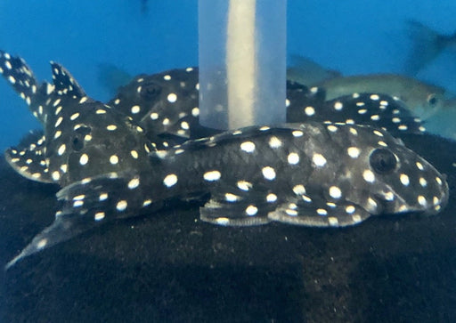 L142 / LDA033 Snowball Pleco (Baryancistrus sp)