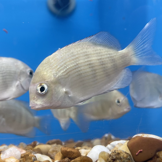 Pinstripe Damba Cichlid Paretroplus menarambo