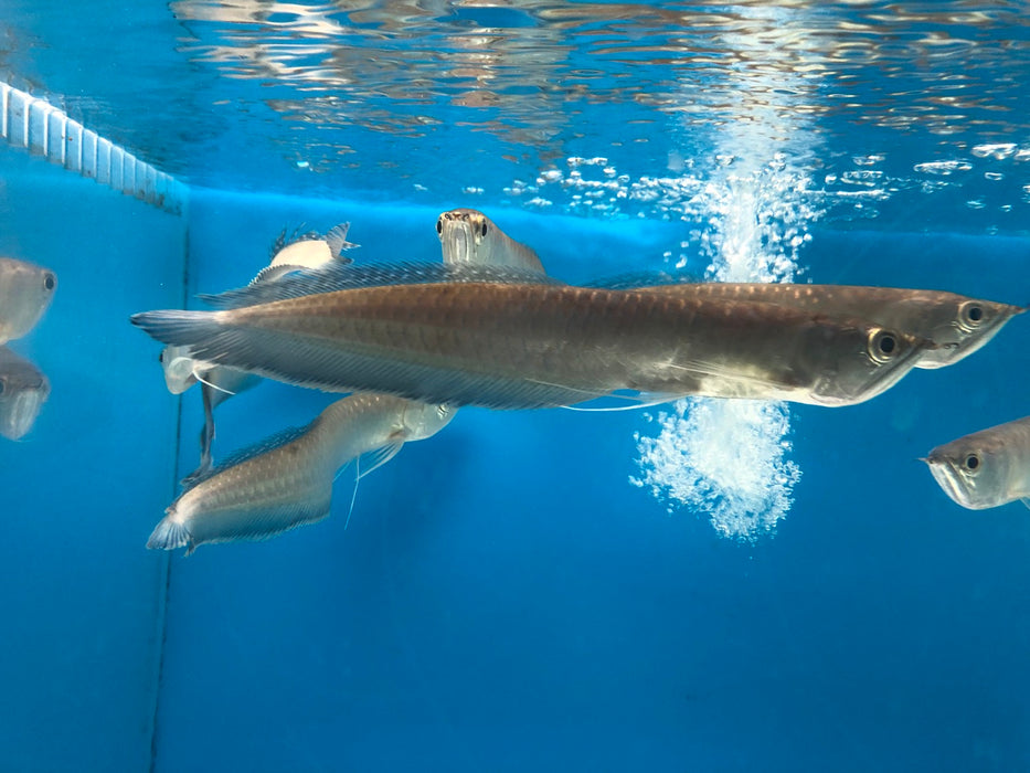 Black Arowana (Osteoglossum Ferreirai)