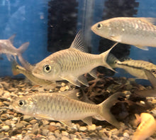 Load image into Gallery viewer, Golden Mahseer (Tor putitora)
