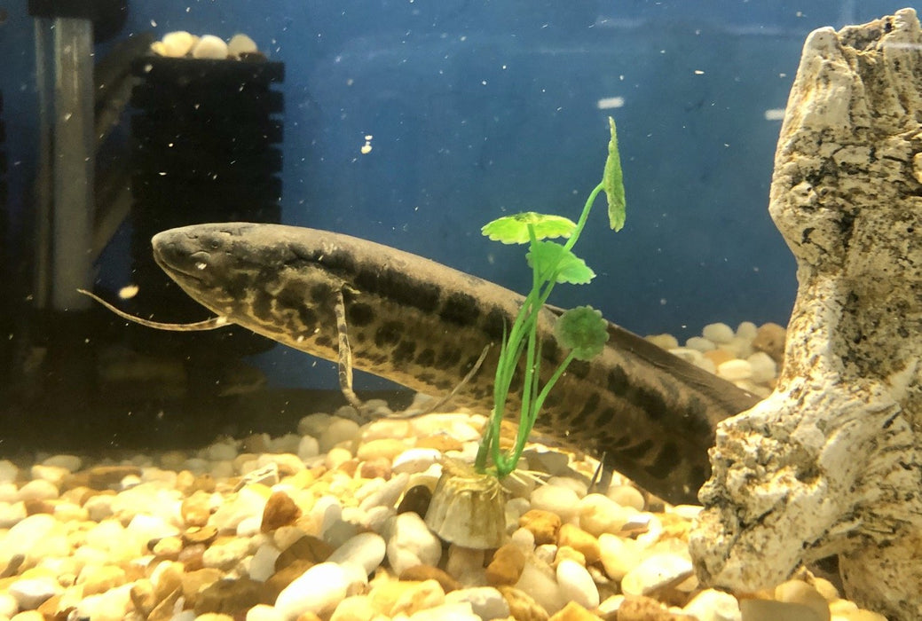 Marbled African Lungfish (Protopterus aethiopicus)