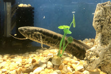 Load image into Gallery viewer, Marbled African Lungfish (Protopterus aethiopicus)
