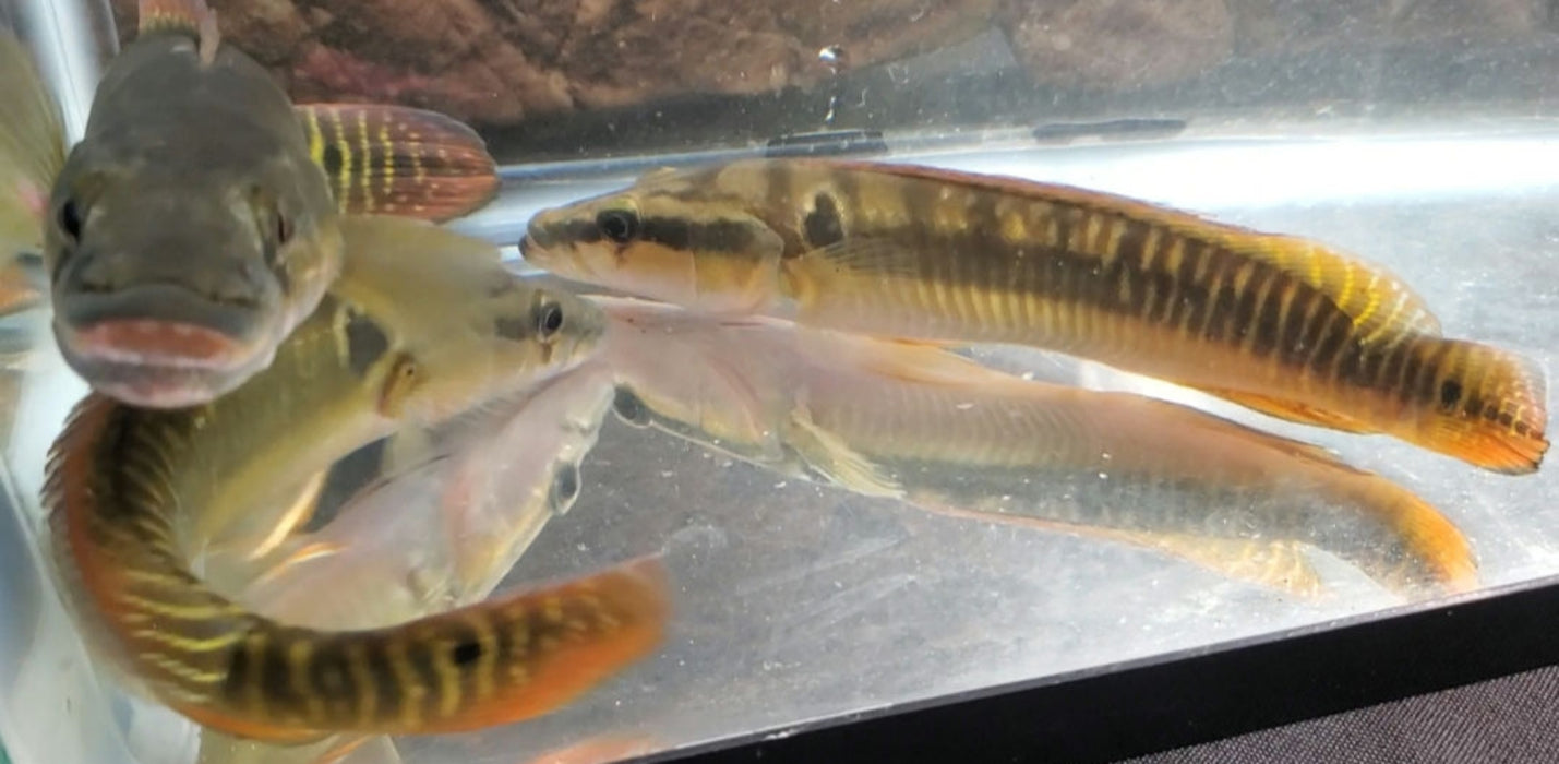 Zebrina Pike Cichlid (Crenicichla zebrina)