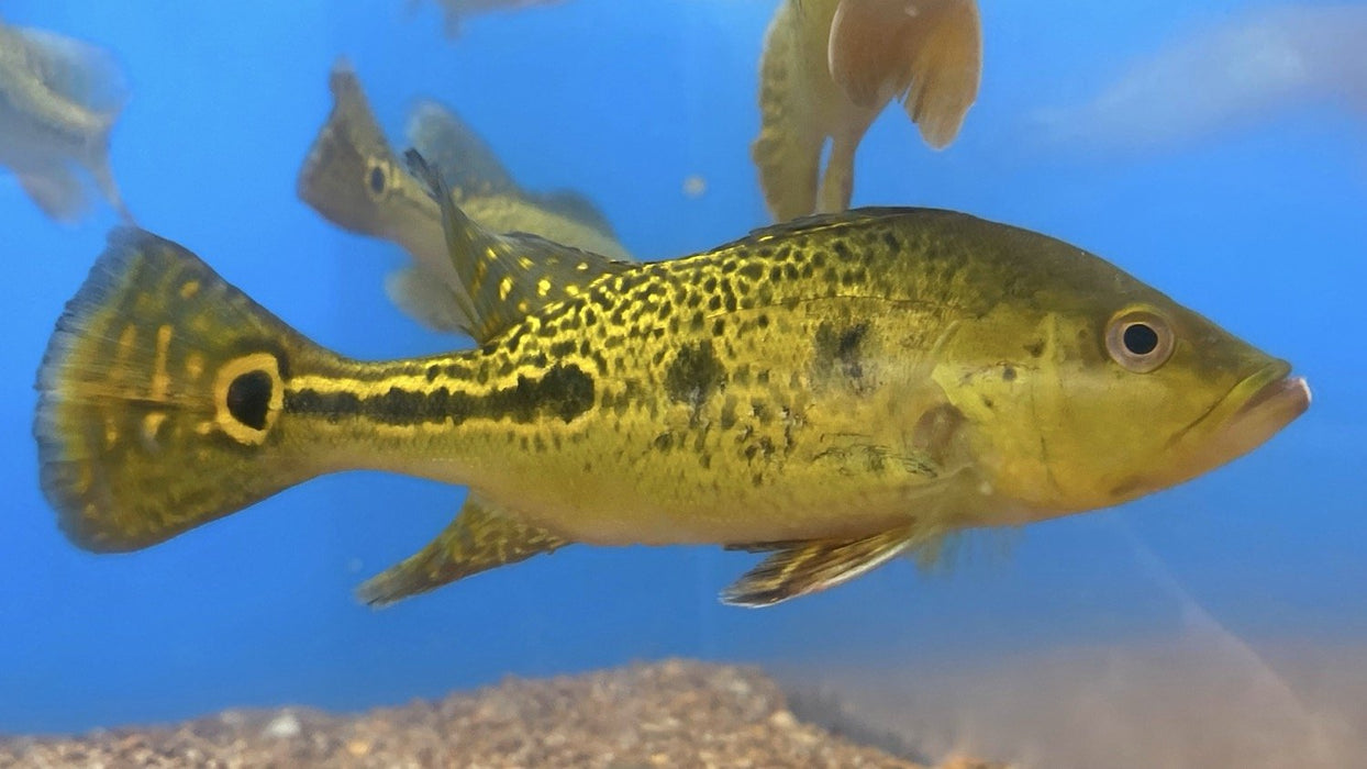Spider Kelberi Peacock Bass (Cichla kelberi)