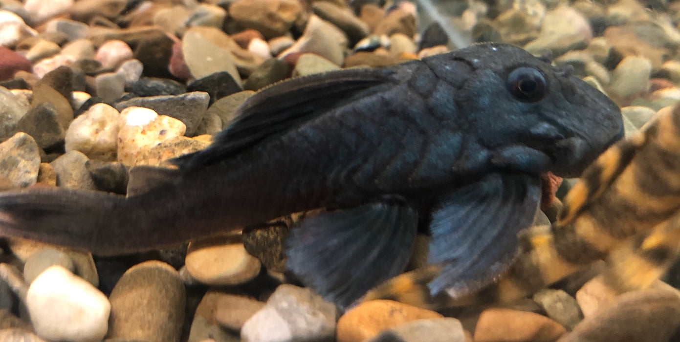 L239 Blue Panaque Pleco (Baryancistrus beggini)