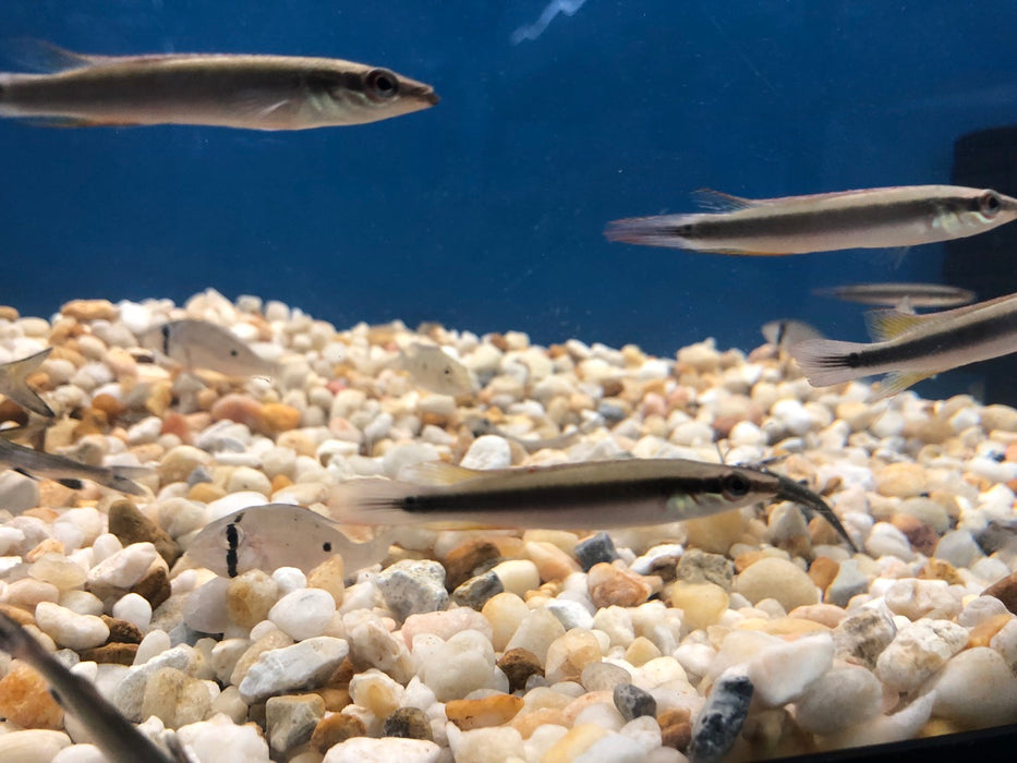 Regani Dwarf Pike Cichlid (Crenicichla Regani)