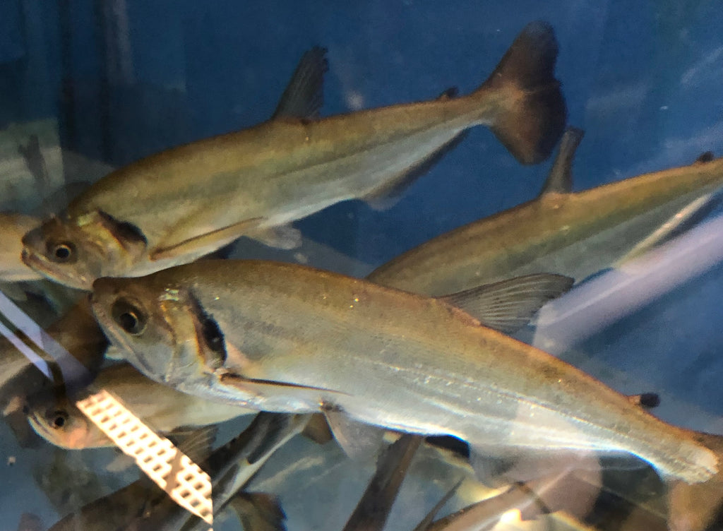 Pyara Aquarium Vampire Fish