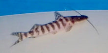 Load image into Gallery viewer, Tigrinus Catfish (Brachyplatystoma tigrinum)
