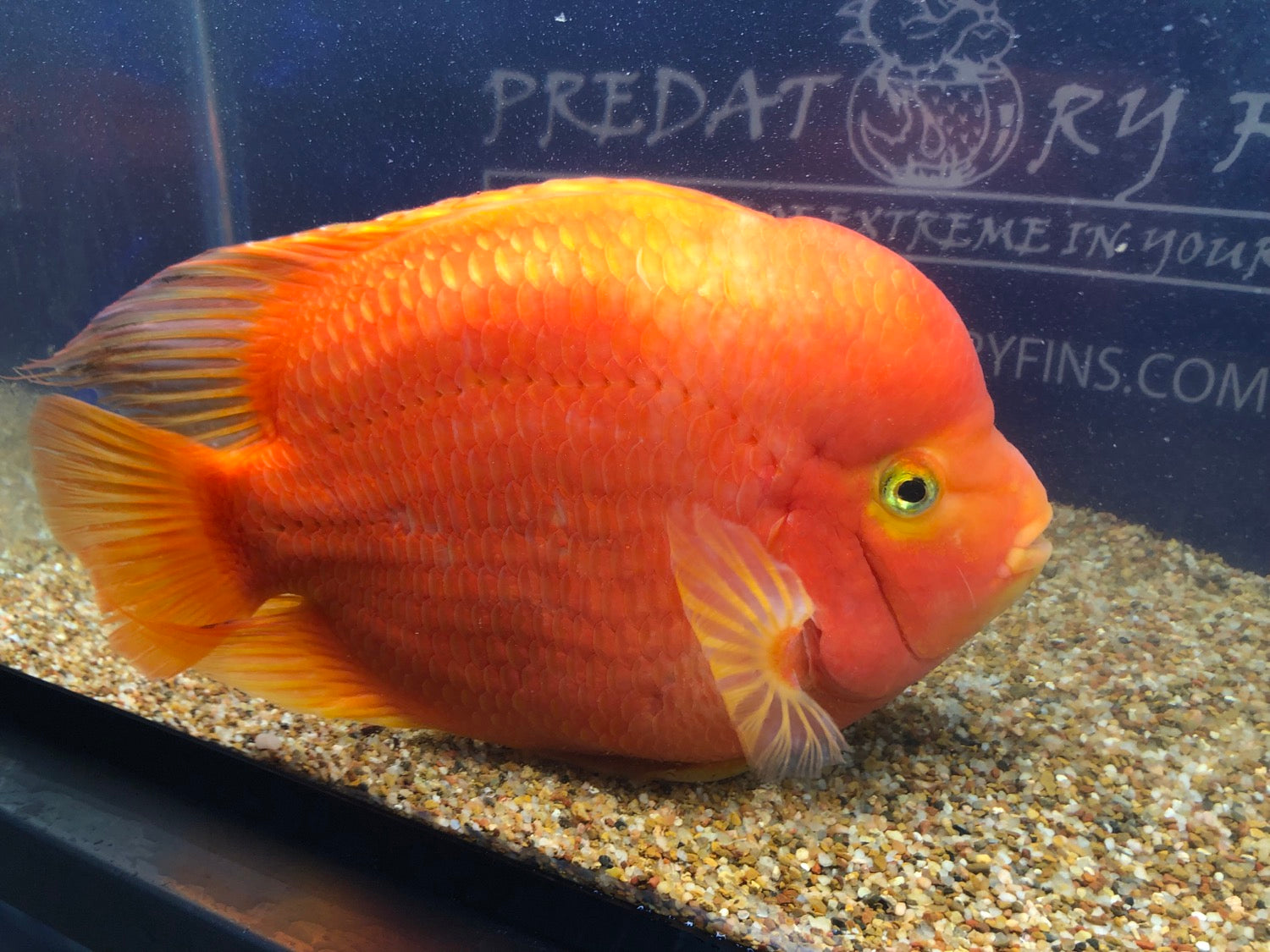 King Kong Red Mammon Parrot Cichlid (Cichlasoma sp)