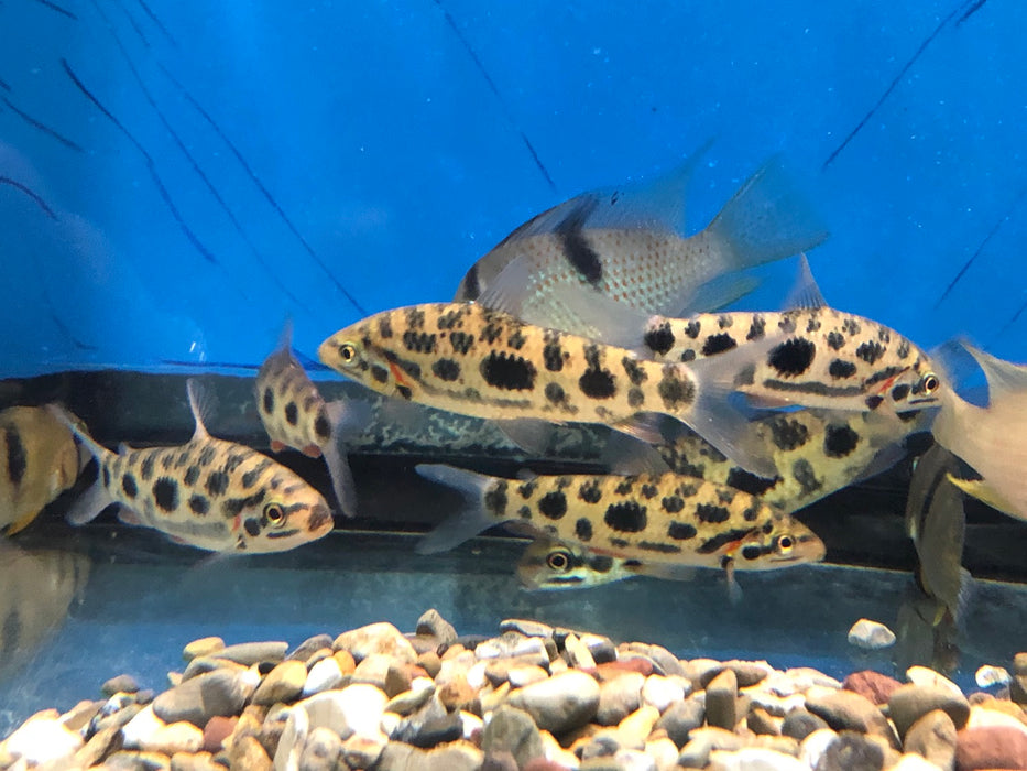 Strawberry Leporinus (Leporinus granti)