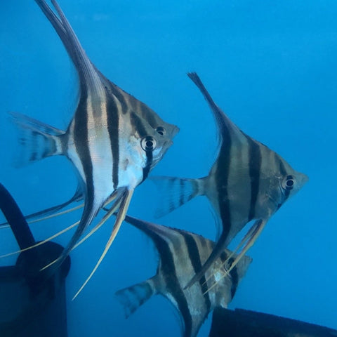 Altum Angelfish (Pterophyllum altum) – Predatory Fins