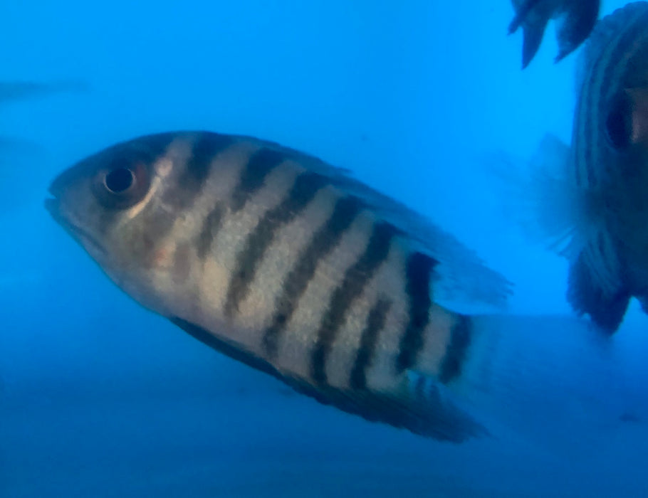 Red Tiger Severum Rio Negro Curare (Heros severus)