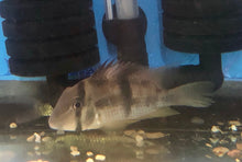 Load image into Gallery viewer, Blue Guianacara Cichlid (Guianacara owroewefi)
