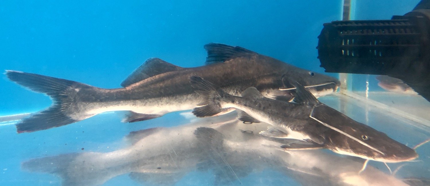 Vaillanti Catfish (Brachyplatystoma vaillantii)