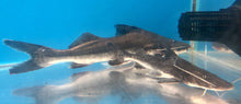 Load image into Gallery viewer, Vaillanti Catfish (Brachyplatystoma vaillantii)

