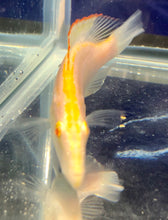Load image into Gallery viewer, Albino Compressiceps Cichlid (Dimidiochromis compressiceps)
