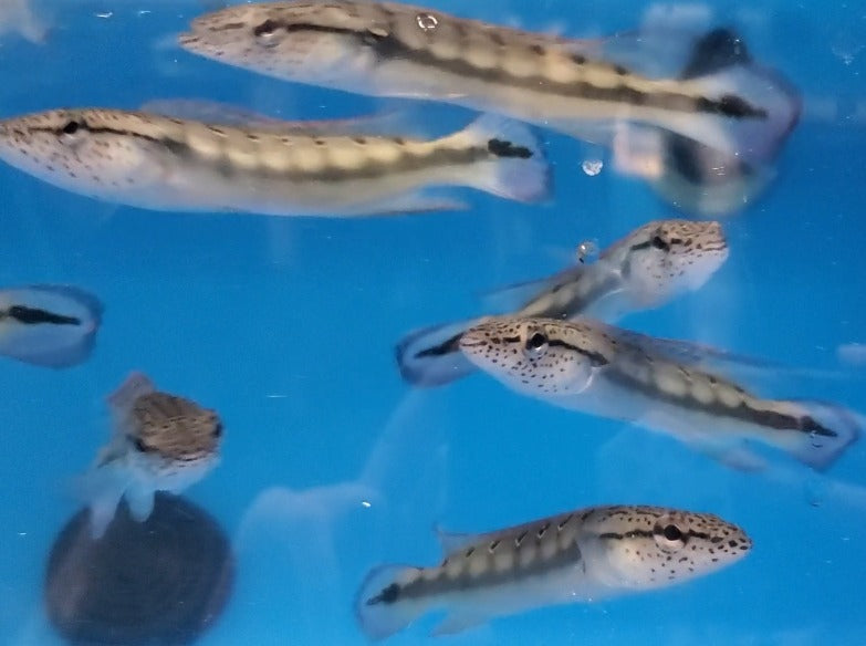 Lenticulata Pike Cichlid (Crenicichla lenticulata)