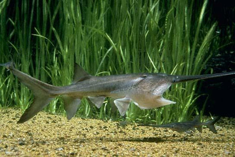 Paddlefish (Polyodon spathula) – Predatory Fins