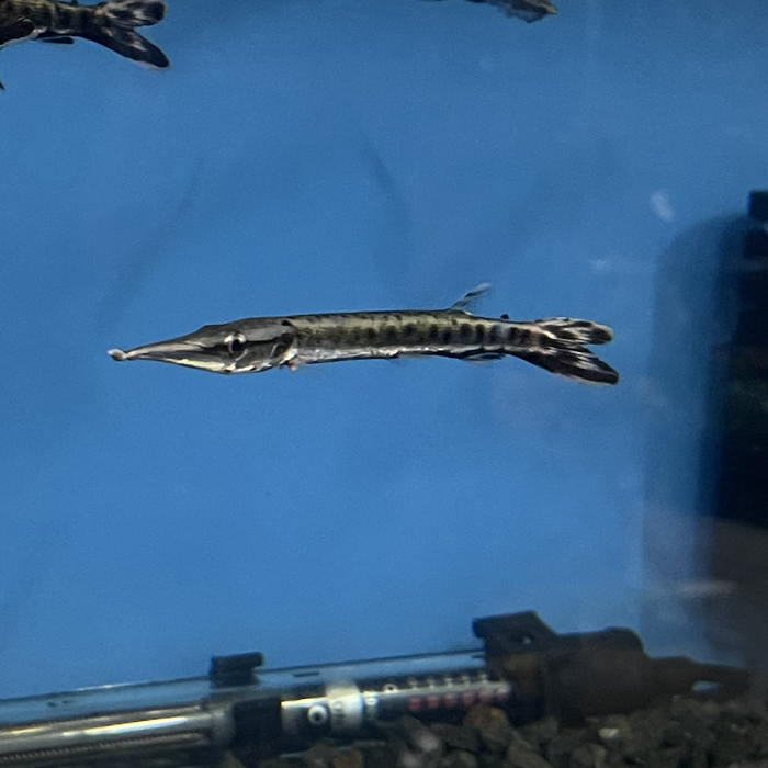 Spotted Marble Amazon Gar (Boulengerella maculata)