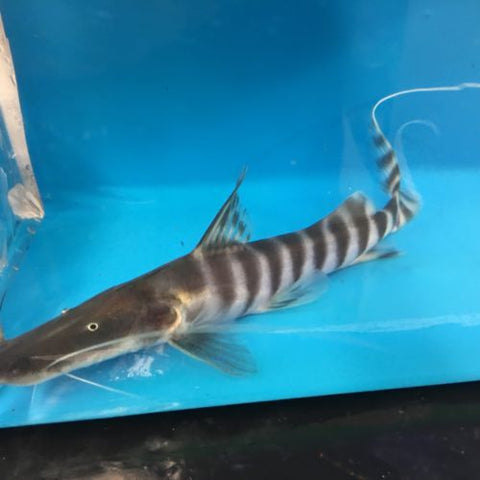 Tigrinus best sale catfish care