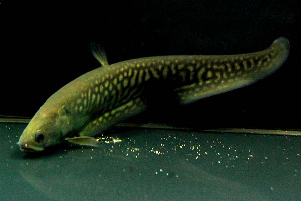 Pom Pom Marbled Knifefish (Papyrocranus afer)