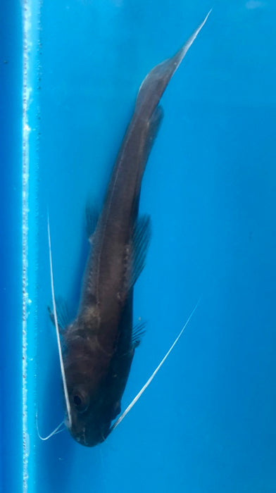 Asian Redtail Catfish (Hemibagrus wyckioides)