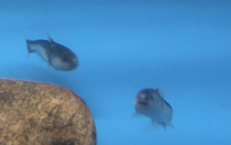 Blue Whale Catfish (Cetopsis coecutiens)