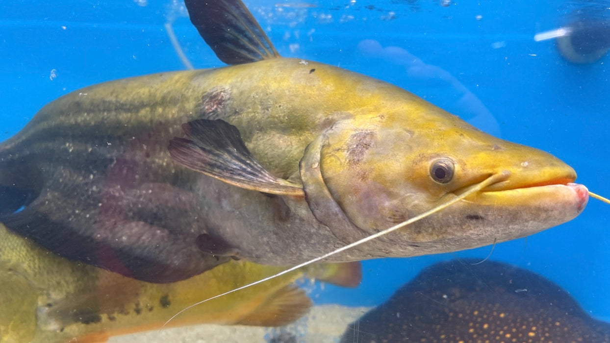 Striped Wallago Catfish (Wallagonia leerii)