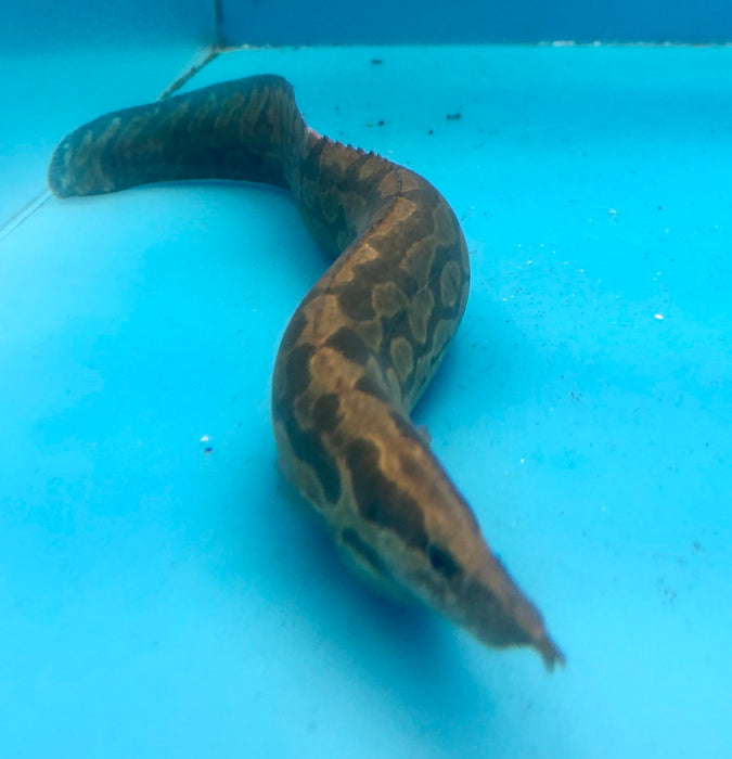 Tire Track Eel (Mastacembelus favus)