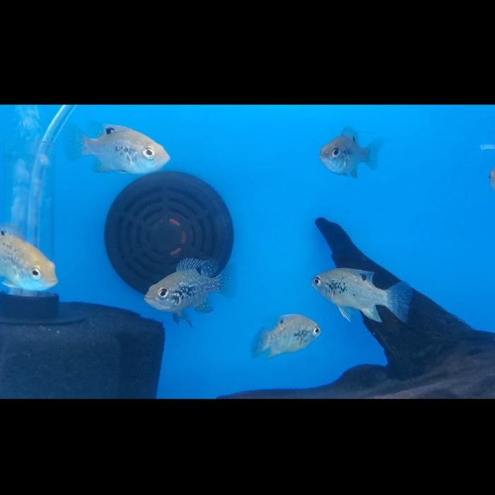 Starry Night Cichlid (Paratilapia polleni)