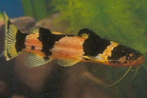 Dwarf Bumblebee Catfish (Microglanis iheringi)