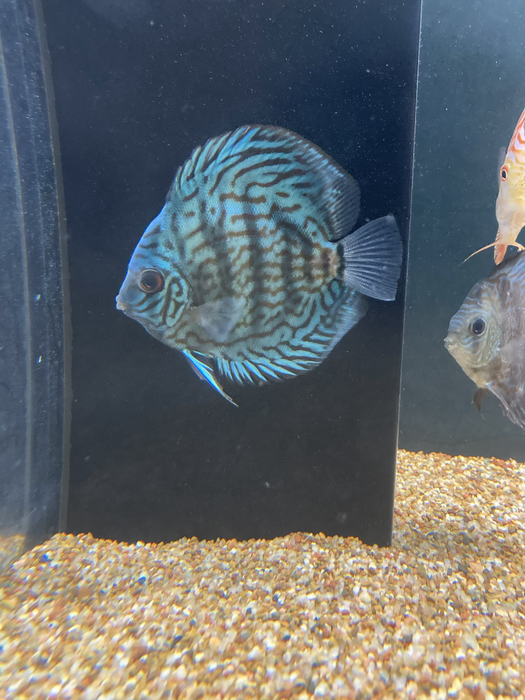 Blue Turquoise Discus (Symphysodon aequifaciatus)