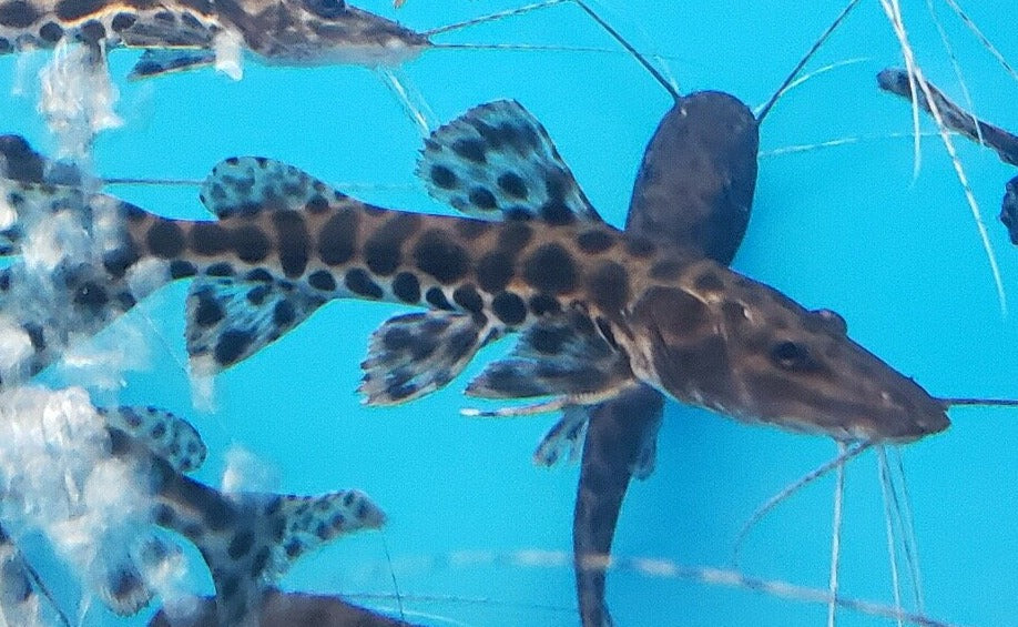 Tiger Shovelnose Marble Achara Hybrid Catfish