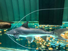 Load image into Gallery viewer, True Piraiba Catfish (Brachyplatystoma filamentosum)
