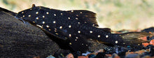 Load image into Gallery viewer, LDA031 Mustard Spot Pleco (Panaqolus albomaculatus)
