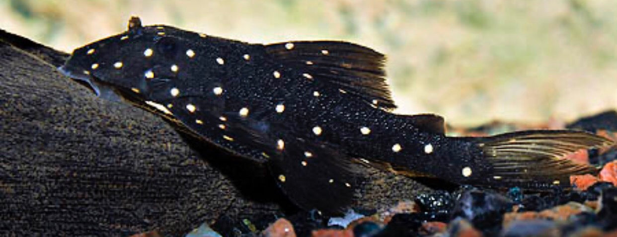 LDA031 Mustard Spot Pleco (Panaqolus albomaculatus)