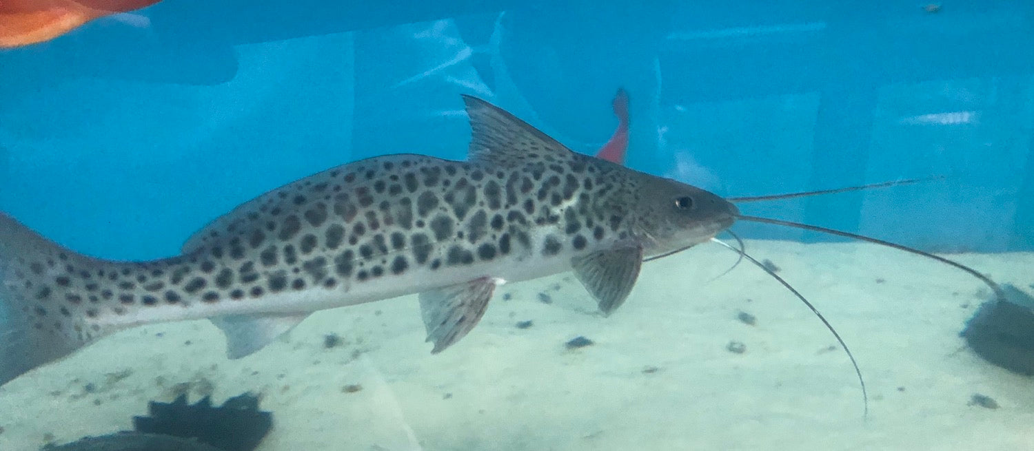 Vulture Catfish (Calophysus macropterus)