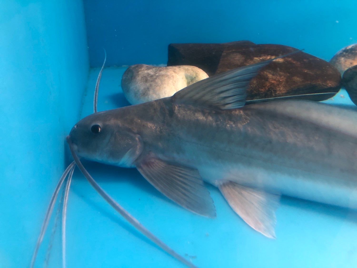 Flat Whiskered Catfish (Pinirampus pirinampu)