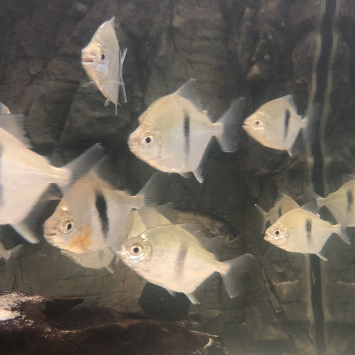 Wide Bar Silver Dollar (Myleus schomburgkii)