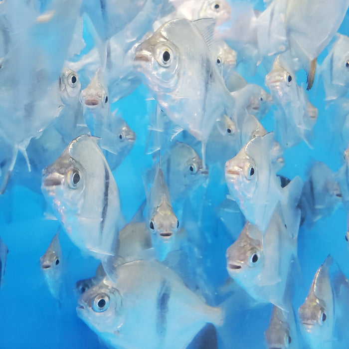 Wide Bar Silver Dollar (Myleus schomburgkii)