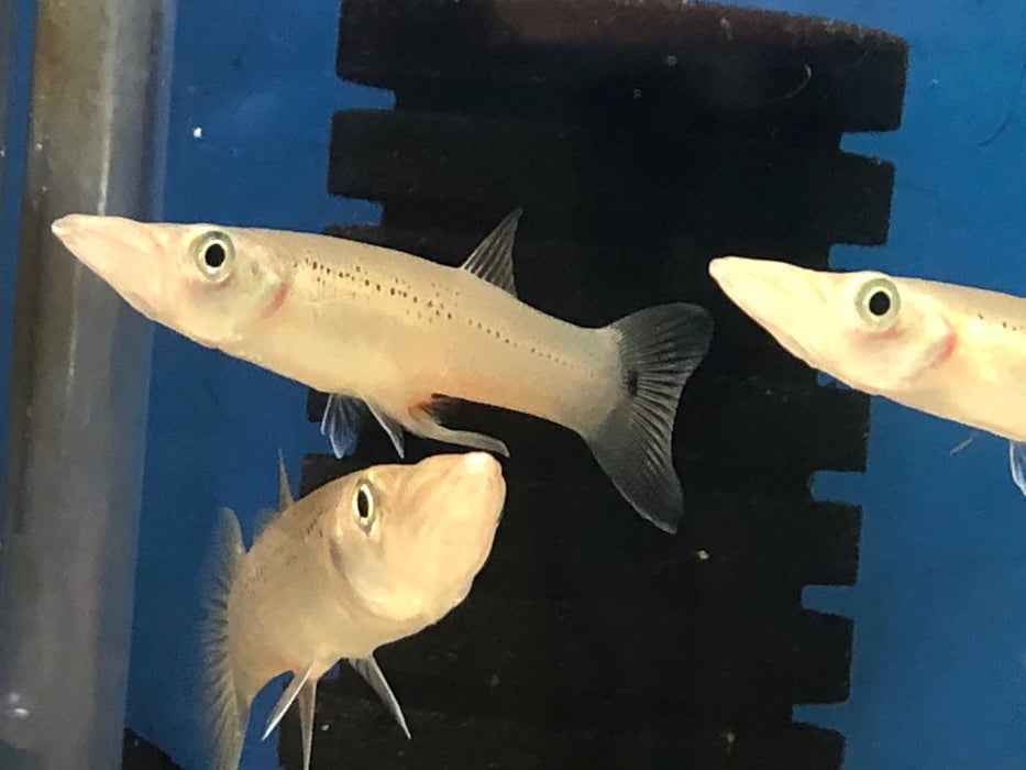 Belonesox Saber Tooth Pike (Belonesox belizanus)