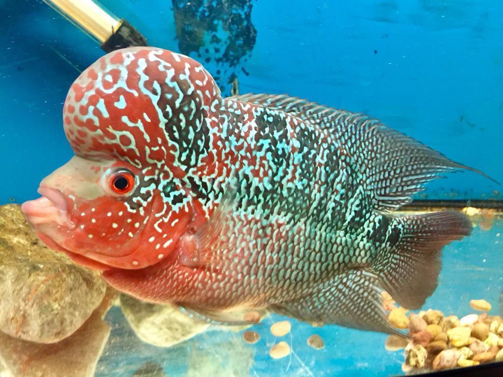 Red Dragon Flowerhorn Cichlid (Cichlasoma sp)