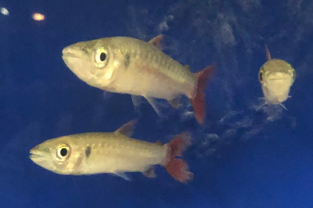 Pinktail Chalceus (Chalceus macrolepidotus)