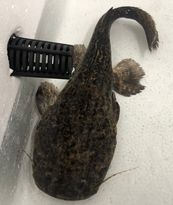 Jelly Catfish (Cephalosilurus apurensis)