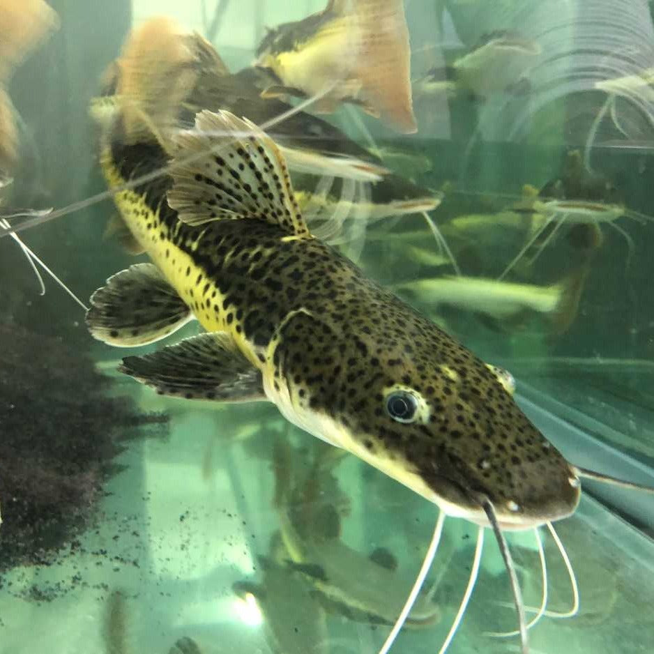 Tiger Shovelnose Redtail Catfish Hybrid