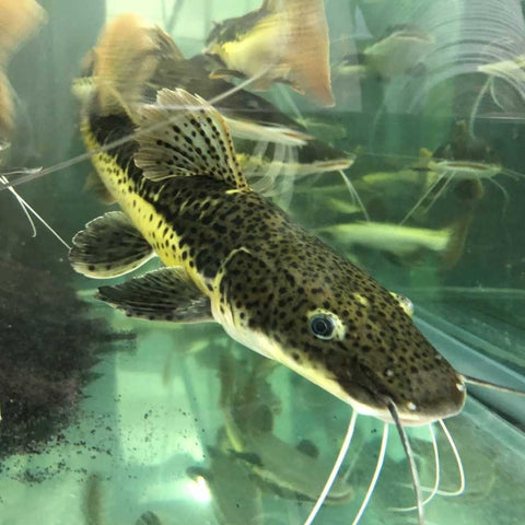 Tiger Shovelnose Redtail Catfish Hybrid – Predatory Fins
