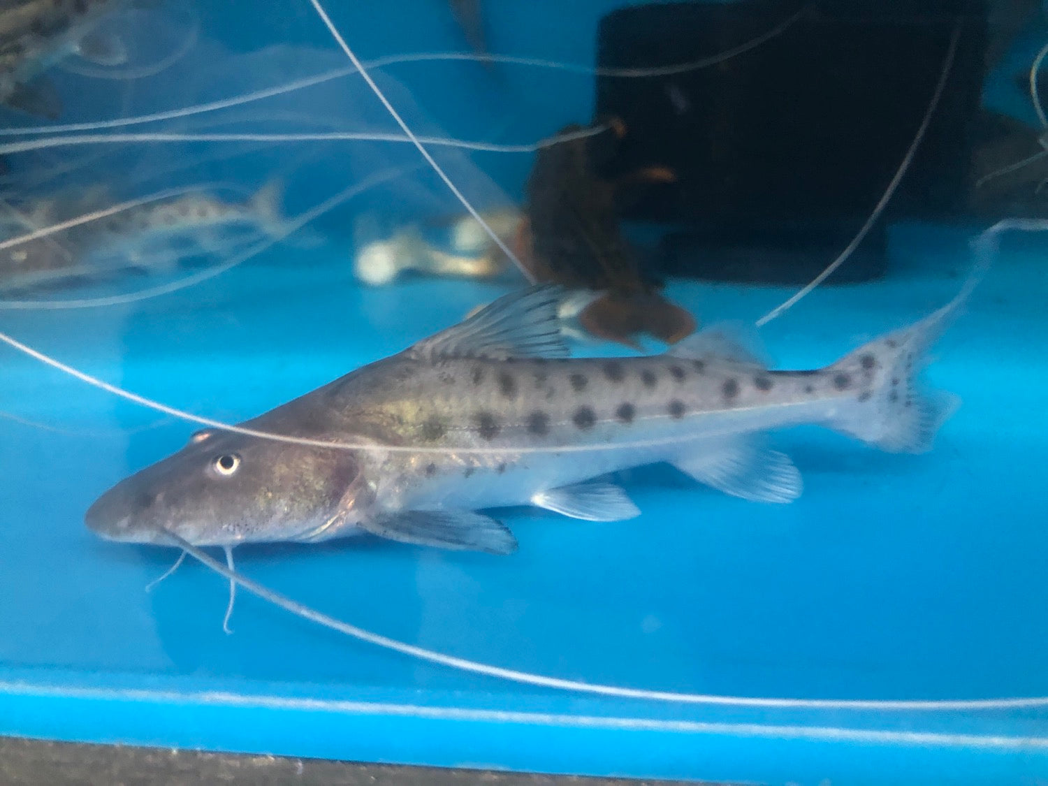 Capapretum Catfish (Brachyplatystoma capapretum)