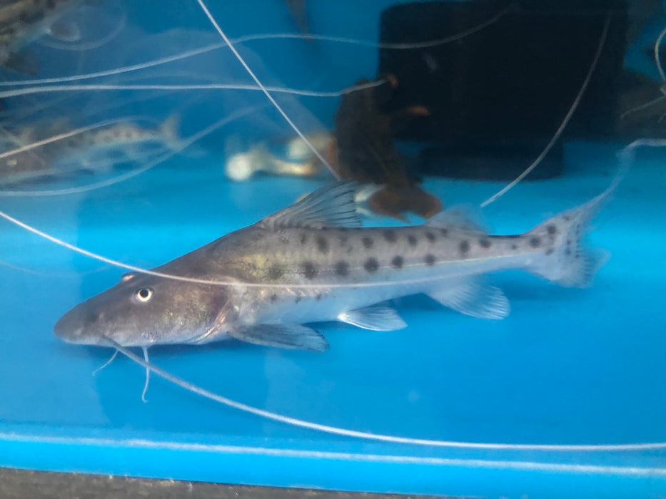 Capapretum Catfish (Brachyplatystoma capapretum)